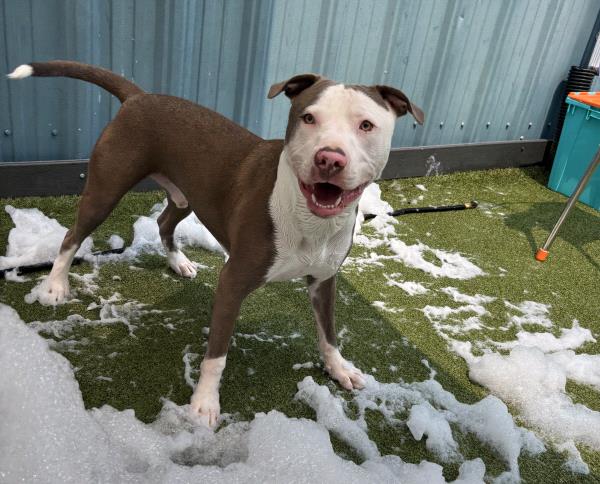 /Images/uploads/Canine Rescue of Central PA Rescue Royalty/CRCPA-rescue-royalty/entries/34136thumb.jpg